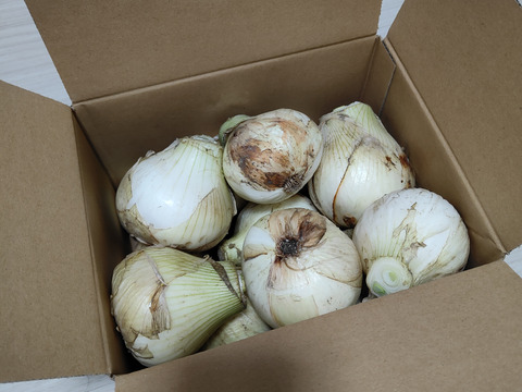 【家庭用】元気いっぱいの淡路島　新たまねぎ！（3ｋｇ）【ひょうご安心ブランド認証】