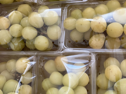 【今だけ訳アリお買い得】シャインマスカット2.8ｋｇ箱(８パック入り)