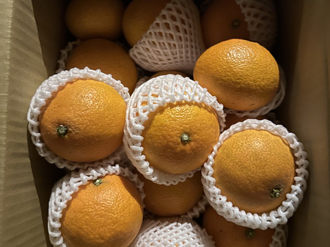 瀬戸内海まどんな　4.5kg【愛媛果試第28号】