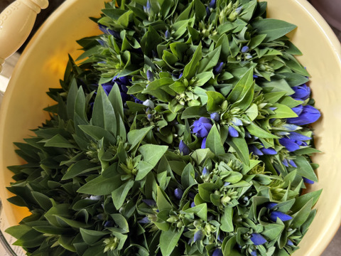 りんどう紫　短い100本　クール便