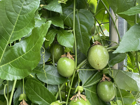 【訳アリ品】千葉県産房総バナナ1.4kg（約8～14本）＋パッションフルーツ0.4kg（約4~6個）