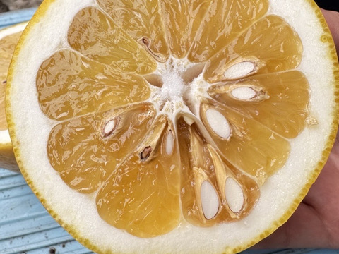 苦くない柑橘　河内晩柑（かわちばんかん）