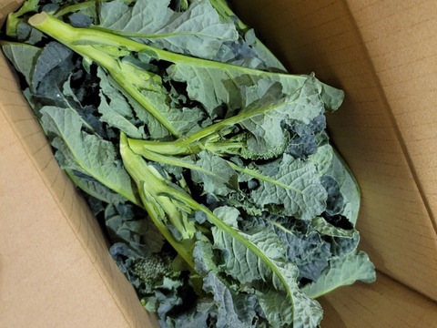 【期間限定値下げ！】【実は当社が開発!!】（朝採れ）栄養満点スーパーフード☆アレッタ２ｋｇ前後(８０サイズ)