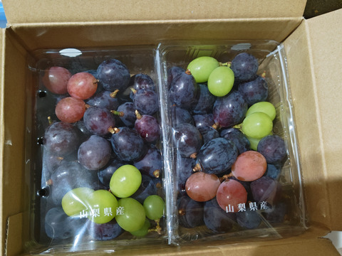 【つぶつぶセット】巨峰（約1.2kg）甘いけど、色むら、小粒多数。巨峰のお味を楽しめます。