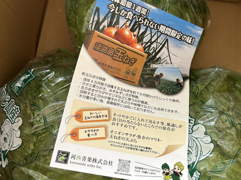 【野菜ソムリエサミット銀賞受賞】淡路島こだわりレタス３玉