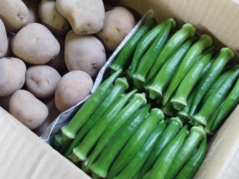 丸オクラとじゃがいもセット【農薬・化学肥料 不使用】大家族向け