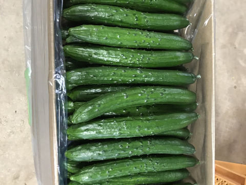 新鮮きゅうりA品 約2kg 朝採り野菜