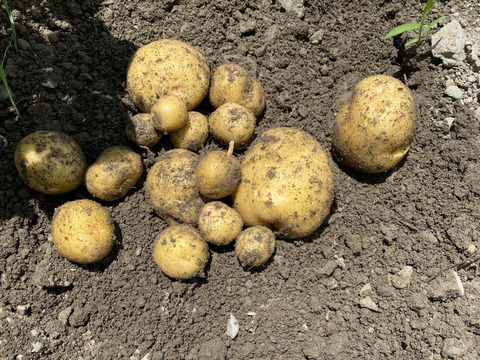 新じゃが🥔甘くて人気の【キタアカリ】　重量分、箱いっぱいにお届けします