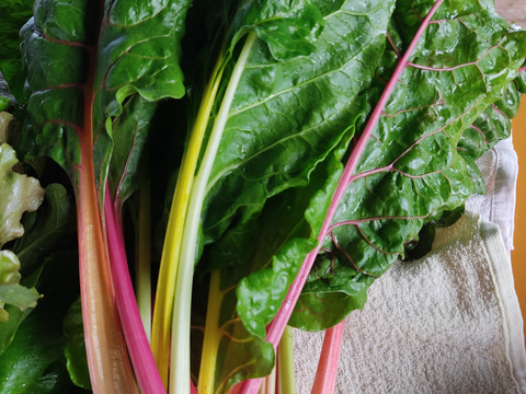 ✨【福袋】レアベジ・カボチャ含むお野菜セット（農薬・化成肥料不使用）おまけ付✨