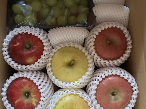 数量限定です！
シャインマスカット&旬の３種詰め合わせ
トキ▪︎ほのか▪︎紅玉　　各２玉♪