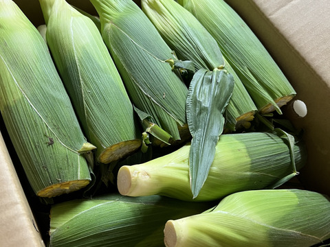 「美味しいとこ取り」 14本　 あま～～い！！【トウモロコシ】　☆ほしつぶコーン☆　艶やかイエロー　【朝どれ】【訳あり】