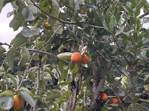 だいしろ柿用渋柿。ゼリーみたいな食感。冷やして美味しい！約2kg(5〜6個)