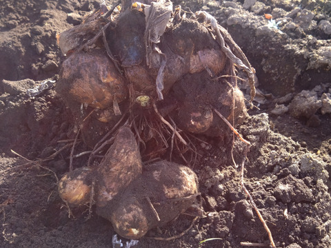 【那須高原産】ねっとり、ホクホク！里芋「石川早生」１㎏