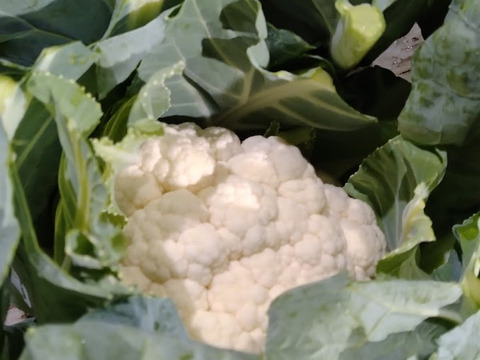 北海道産カリフラワー　6㎏（8～9玉）