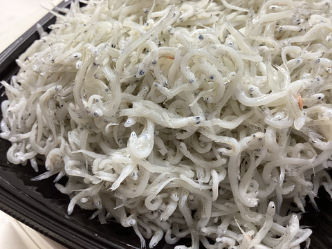 【22日限定押し生産者福袋】3000円ぽっきり！とれたて釜揚げちりめん２かえり１６０ｇ栄進丸のちりめん160g　10セット限りXインスタで押し生産者の投稿された方！特記事項で教えていただけば釜揚もう1