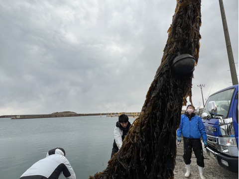 （数量限定）秋田県産　トロトロ生ワカメBOX