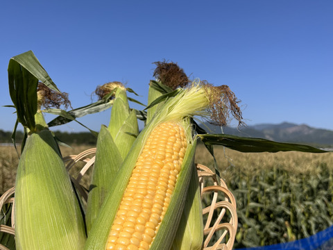 【収穫スタート】今年も甘〜い！とうもろこし ゴールドラッシュ A等級 13〜15本