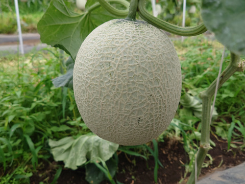 椎茸農家が作る高級メロンもどき🍈