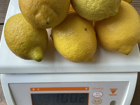 〔無等級良品〕訳アリ特価！！完熟・果汁たっぷり！『ATAMI de LEMON®』4Kg -爽やか芳醇- 品種お任せ