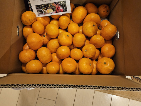 ■訳あり■傷あり不揃いの旨さ主義【EHIME UWAJIMA】とろける食感の絶品早生みかん！Bセレクション5kg