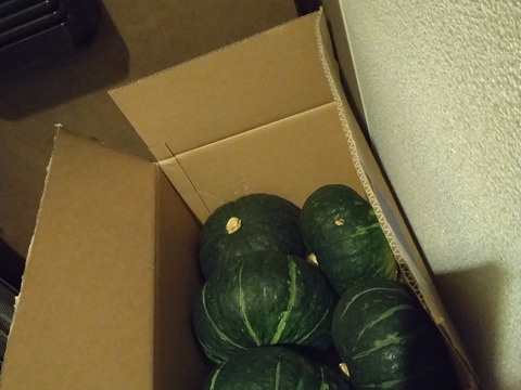 【すぐにお届】栗みたい　ホクホク粉系かぼちゃ「ジェジェＪ」　10ｋｇ（5個～6個）