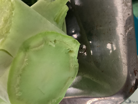 本日21日　最終すぐ出荷80サイズの箱いっぱい！漁師の畑直送茎がおいしいはっぱがおいしい！？常温品同梱はひじき煎餅なども送料そのままで！