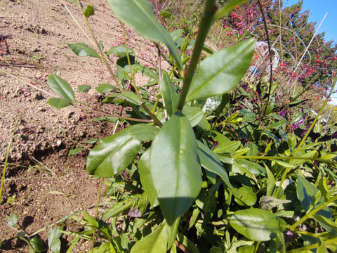 三時草 ハゼラン ☆味はまるでホウレンソウ🌿５束のお届け🌿（ランと名前がついてますがラン科ではありません）