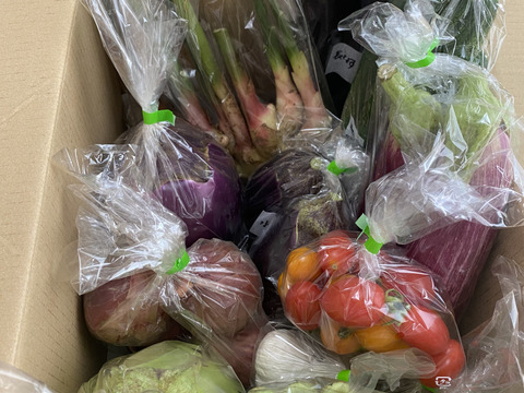 とりたての旬野菜セット１０種類前後 【農薬・化学肥料不使用】