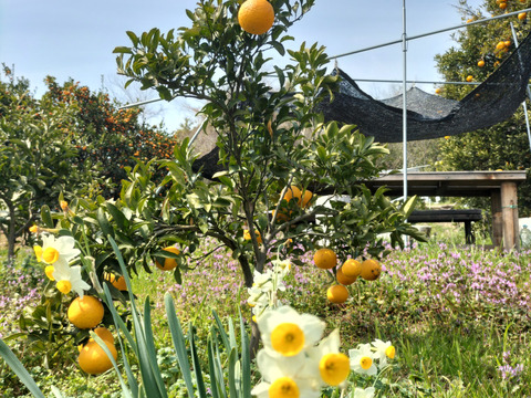 輝く黄金色「星タンゴール」(約23〜25個）