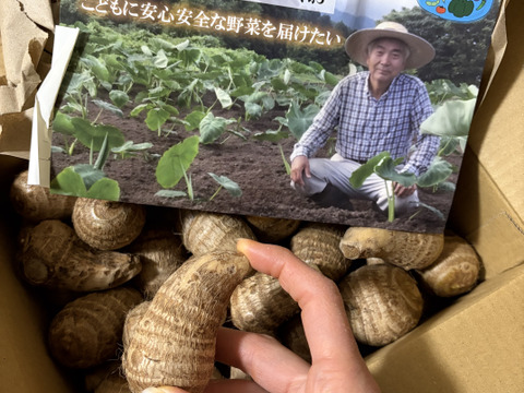 【サトイモ】ねっとりもっちり 希少在来種 「弥次郎芋」（やじろいも） 栽培期間中農薬不使用 新潟産 里芋 2kg  小