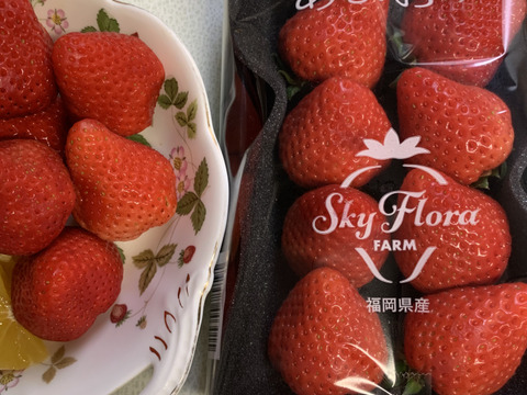 今だけ即出荷🍓イチゴ🍓家庭用🍓福岡県産🍓 空中で真っ赤に実る 今だけ即出荷🍓イチゴ🍓家庭用🍓福岡県産🍓 空中で真っ赤に実る