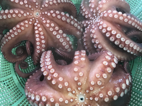 1.1kg 丸ごとたこ1匹　　茹でて発送します（説明文！必読で‼️‼️）