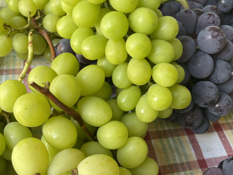 【家庭用】甘さに自信あり！ シャインマスカット