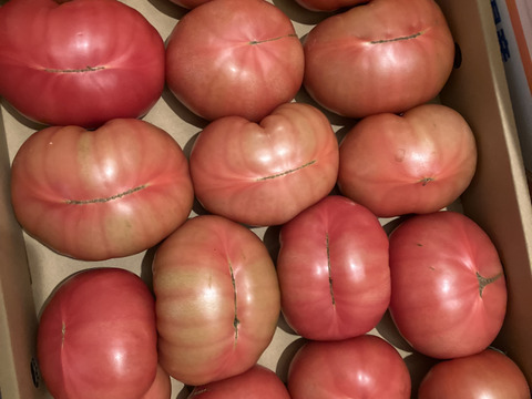 【訳有り品】キズあり不揃いトマト約3.6キロ