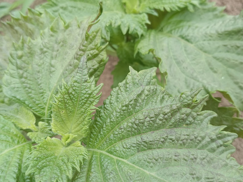 🌱🌱🌱スッキリ青じそ入り🥦🥦🥦農薬不使用【数量限定❗❗】子供に食べさせたい野菜（５品目～７品目）😋🍚ばぁばのモノスゴイ野菜🍅🍆🌽