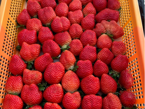 【千年の女神が認めた甘酸】コク深い濃い甘みと気品ある酸味の黄金比🍓紅ほっぺ🍓品種指定キャンペーンお試し約250g【贈答用】【冬ギフト】【1月中旬予約】