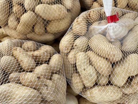 【ゆでたらおいしい”生“落花生】八街産洗いたて”おおまさり“【1kg】