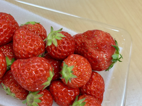 【規格外】お得に味の食べ比べ！いちご3品種4Pセット♪200g×4P