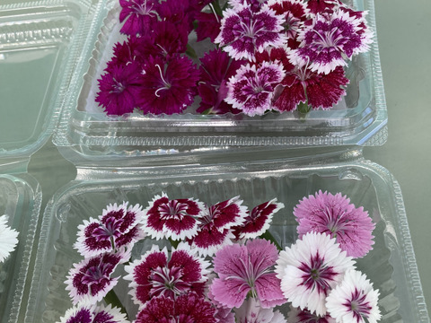 エディブルフラワー　ナデシコ20輪