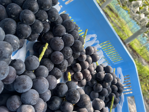 淡路島の恵み！やまだふぁーむの超甘いナガノパープル！パック売り！1パック600g！