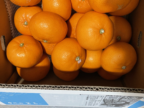【訳あり】そらせとか 天空の果樹園より極上の愛媛産せとか 5kg