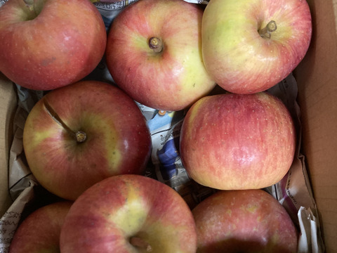 農薬散布3回のみ！超農薬削減栽培こうとく　蜜入チェック済！箱込約1.5キロ6-10個位！　奇跡のりんご