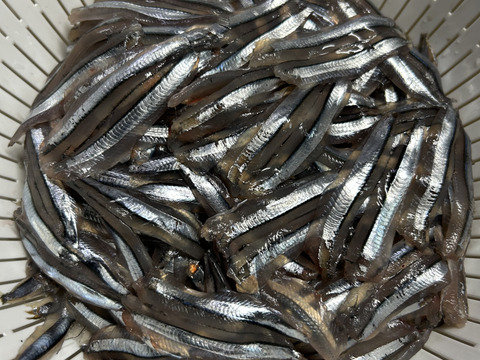 五島列島産　きびなごづくしセット　冷凍