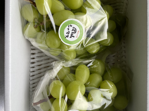 人気特価をすべて 岡山シャマス1.0kg：岡山県産のシャインマスカット｜食べチョク 果物