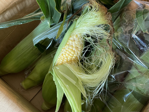 🌽朝採りとうもろこしゴールドラッシュ８本
✨美味しい野菜で楽しい食卓を✨コーンミュニケーション(^-^)🌽