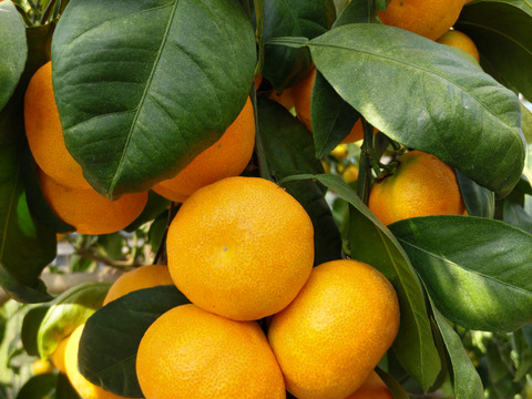 あふれる果汁！大分県産ハウスミカン ４キロ