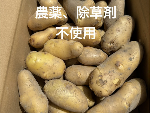 【農薬・除草剤不使用】淡路島のじゃがいも｜煮崩れしにくく、カレー・肉じゃが・ポテトサラダにおすすめ