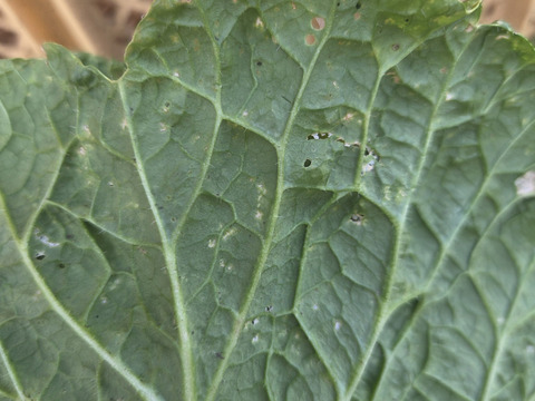 堆肥、肥料、農薬一切無し　自然農法白菜４玉