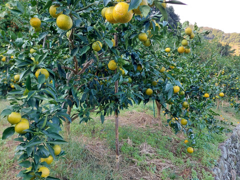 ジャバラ【小玉】2kg(箱込)