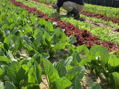 数量限定！しめじ2袋＋ほうれん草150ｇ×5袋　熨斗対応可